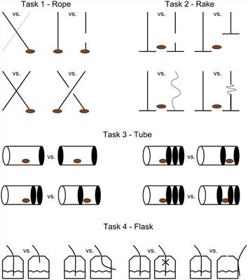 Time Does Not Help <mark class="highlighted">Orangutans</mark> Pongo abelii Solve Physical Problems